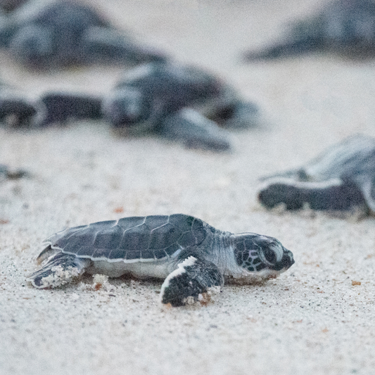 Ostional Wildlife Refuge